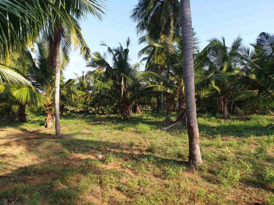 Coconut land for sale in palai town., Kilinochchi