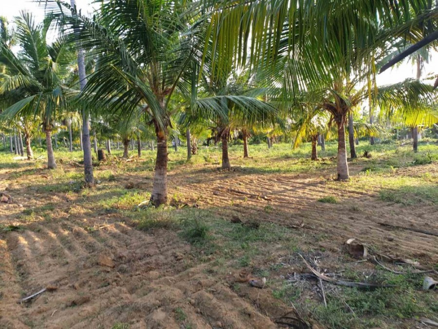 Coconut land for sale in palai town., Kilinochchi