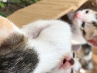 Kittens for kind home ( Given Free !! ) 