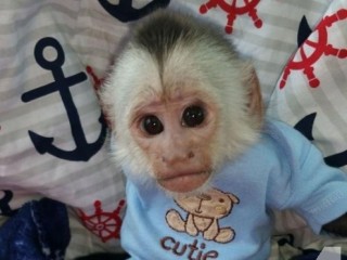 Primates for sale to loving and caring families . 