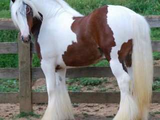 Gypsy Vanner horses for sale .