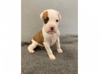 Boxer puppies available!!! For adoption