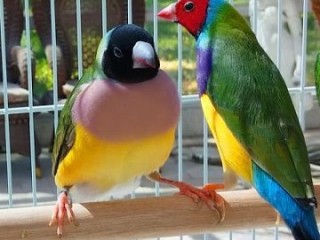 Gouldian Finches Birds for adoption