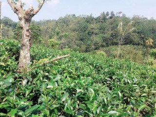 Land Sale For Galle