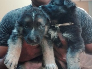 German Shepard Dogs