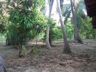 හලාවත විජයකටුපොත පර් 120 (අක් 3/4)ක පොල් ඉඩමක් විකිණීමට
