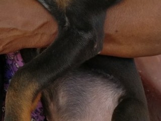 Doberman Puppies For Sale 