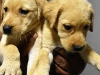 Labrador පැටවුන් 